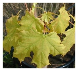 ACER platanoides 'Princeton Gold'